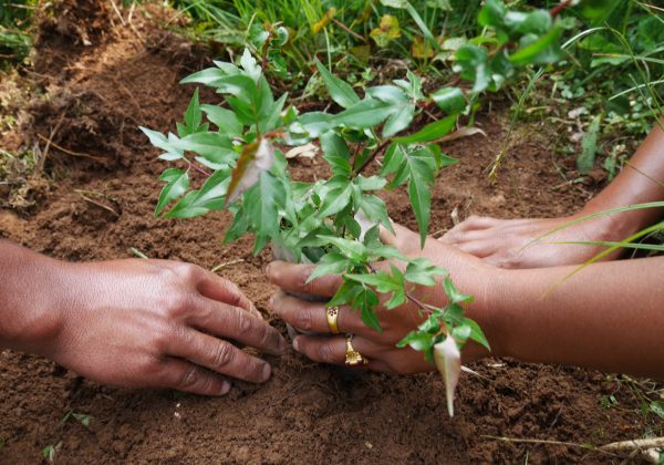 Planting_CloseUp_1YearOldPyrusPashia_HimaMawphlangFarmersClub_April2016_IND_©WeForest Planting_CloseUp_1YearOldPyrusPashia_HimaMawphlangFarmersClub_April2016_IND_©WeForest